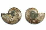 Cut & Polished, Agatized Ammonite Fossil - Madagascar #346168-1